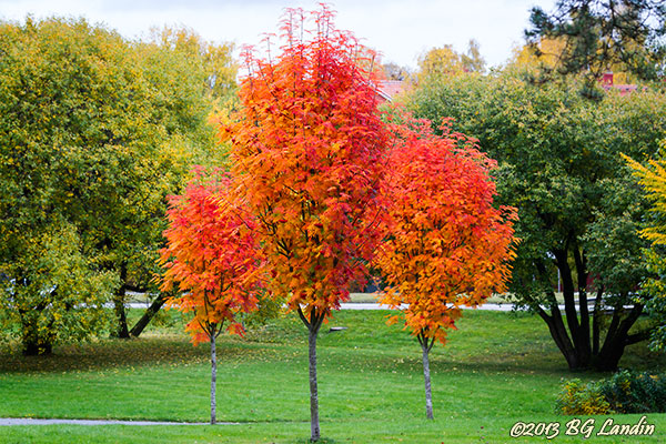 Färgstarka rönnar | bg photo